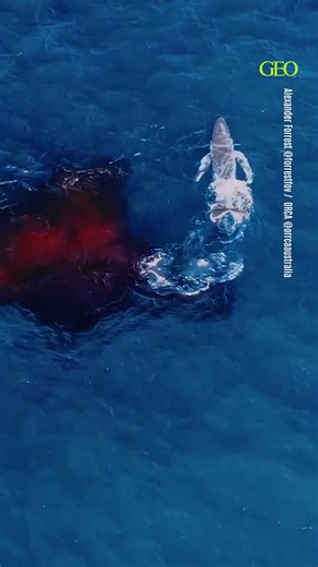 Pour la première fois, un drone filme la naissance d'une baleine à bosse