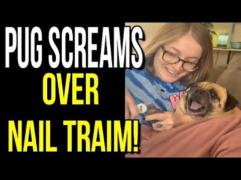 Dramatic Pug Screams Getting Nails Cut!