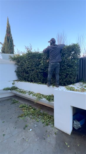 Shaping up this back hedge today ✂️ nothing better than a clean cut to finish off the yard 👌🌿 Service with a Smile 😃 #FrankTheLawnMowerMan #HedgeTrimming #HedgeCare #GardenCare #GardenMaintenance #Pruning #Trimming #TopiaryArt #GreenThumbs #GardenDesign #LandscapeDesign #PlantCare #GardenMakeover #HedgeArt #OutdoorBeauty #GardenInspiration #GardenGoals #GardenLove #ShapedToPerfection #HedgeMastery #PrunedAndPolished #SymmetricalHedges #EvergreenElegance #GreeneryGoals #PerfectlyTrimmed #Backy