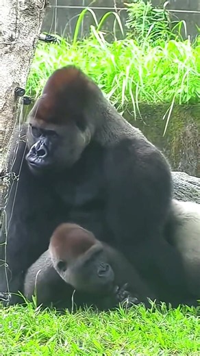 Amazing Animal Breeding Moment 🐾#AnimalBreeding #AnimalMating #AnimalBehavior #Wildlife #Animals