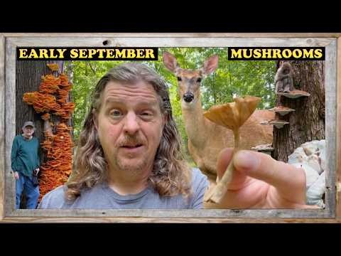 EARLY SEPTEMBER MUSHROOMS: Hunting for Mushrooms in Southern Indiana