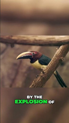 Amazon Rainforest Wildlife Wonders | Documentary #wildlife #animals #rain #forest #documentary