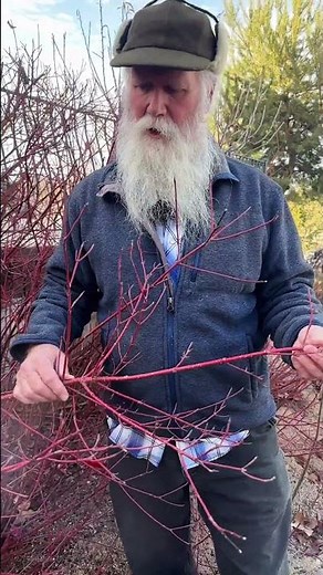 Recommended Plants - Red Twig Dogwood #garden #landscaping #plants #education #recommended