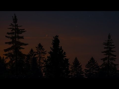 Twilight Forest Vibes with Chirping Crickets | ASMR Ambience for Sleep, Study & Tranquility
