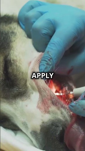 Stage 4 Gingivitis in Dogs: Symptoms, Treatment, and Prevention #pets #animals