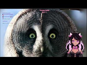 Ironmouse Reacts To: True Facts About The Owl