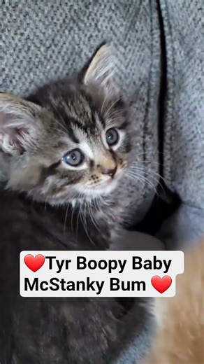 #cat#kitty#kitten#tabbycat#tabby#cute#cutecat l#cuteanimals#babies #kittens#cutekitty#kittencuddles