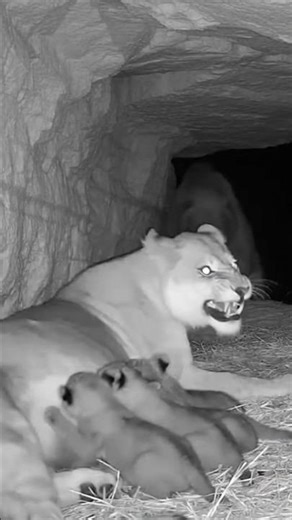 🦁Lioness Fights Bear to Protect Cubs | Epic Cave Battle #LionVsBear #MotherLioness