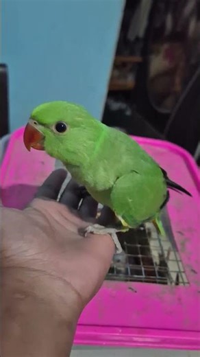 Indian ringneck parrot green parrot deshi tota 😍😍😍😍😍