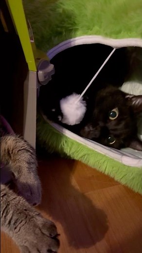 🐱 Cute Cat Antics Compilation 😺 Funny, Adorable & Heartwarming Cat Clips #catsofyoutube