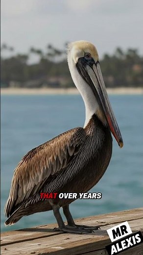 The Brown Pelican: Master of Fishing