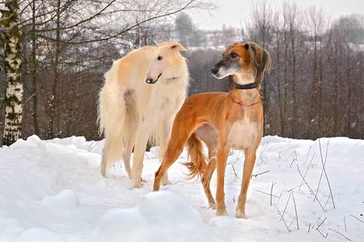Long Nose Dog: 15 Dog Breeds With Long Snouts (With Pictures)