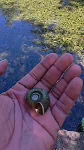 The apple snail is one of the invasive species now found in freshwater bodies, including the pond at Hope Gardens. I was told that this pond used to be full of blooming water lilies, but after the introduction of these invasive snails, we are seeing far fewer lilies flowering. Apple snails are heavy grazers and can drastically reduce aquatic plants, changing the whole pond ecosystem. This is a clear example of how invasive species can quietly but seriously alter our natural spaces. 🌿🐌💧 Follow