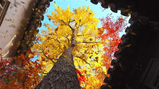 Maple leaves turn vivid orange, yellow, and crimson; this is how Suzhou looks as it transitions from autumn to winter! #mapleleaves #suzhou #classicgarden #AutumnChina #WinterChina #amazingChina #BeautifulChina Credit to SHOW.SZ on Douyin. | romanticplus
