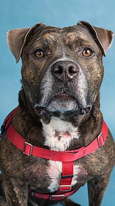 1.3K views · 62 reactions |  Meet the Class of 2026! Our amazing dogs are ready to start the New Year in loving new homes.  Click the link in our bio for more information! #adoptme #adopt #rescuedog #cute #dogsofinstagram #fypchallenge | Animal Farm Foundation | Facebook