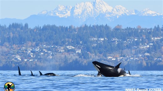 All southern resident killer whales gathered into ‘superpod’ south of Vancouver Island
