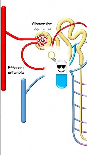 Glomerular filtration and tubular secretion of drugs #pharmacokinetics #pharmacology #pharmacy