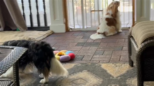 3.1K views · 130 reactions | The Peanuts Gang starring Frankie and Linus | Infinity Cavaliers | Facebook