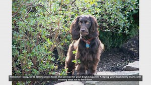 Foods to Avoid for a Healthy Boykin Spaniel