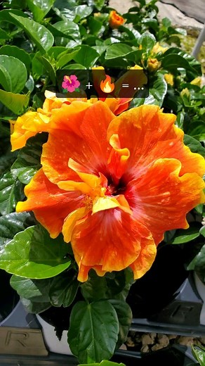 A closer look our newest HibisQ, Apollo Double, straight from the source 🔥 | Costa Farms