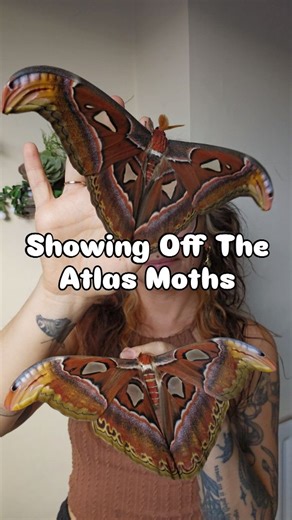 currently Atlas Moth Autumn over here! 🍁 showing off this stunning pair and their amazing behaviour. the movement of their wings also doubles as a threat display - vibrations mimic snake behaviour and the slow movement can be hypnotic to predators. ✨ also I got so excited saying "eggs" that it made me laugh 😭 leave it out - #moths #naturefacts #amazinganimals #insects #entomology #lepidoptera #naturalhistory | Stoned Affection