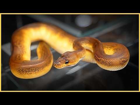 2025 Southeast Reptile Expo Atlanta | Insane Morphs, Top Breeders, & More!