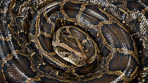 GoPro video of Florida python slithering through grass provides an exhilarating ride