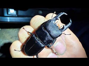 I found a huge stag beetle