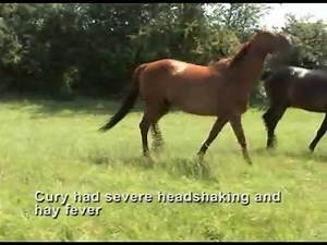 Headshaking and hay fever - recovery with Equine Breathing