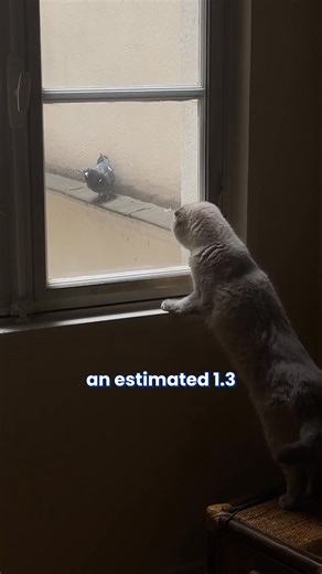 The outdoors can be a dangerous place for cats! Predators, diseases, neighbor cats, you name it... That's why it's important that outdoor cats are given a safe, secure play area. | Habitat Haven