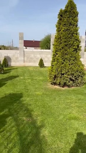 Rabbits Exploring a Sunny Garden Setting
