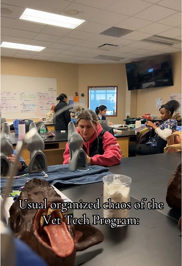 Organized Chaos in Vet Tech Program Life