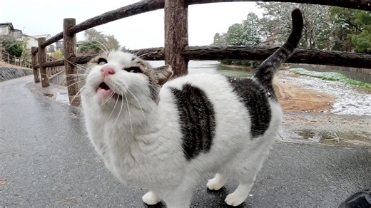 74K views · 13K reactions | A cat comes into my lap to warm up in the snow | Street Cat | Facebook