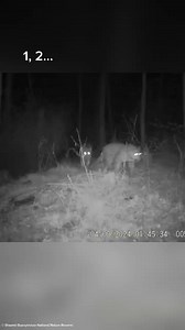 706 reactions · 16 shares | Leopards striding through panda habitat!...