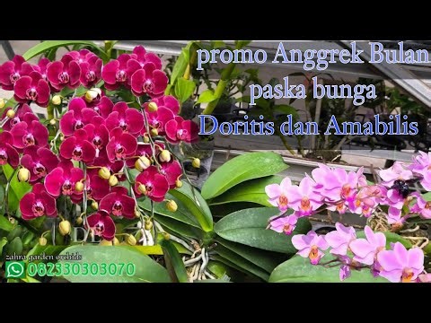 Promo for Jumboan Paska Moon Orchids, Doritis and Amabilis