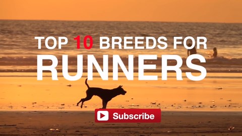 TOP 10 DOG BREED FOR RUNNERS