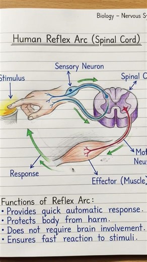 medicose. Human reflex arc from gyton physiology