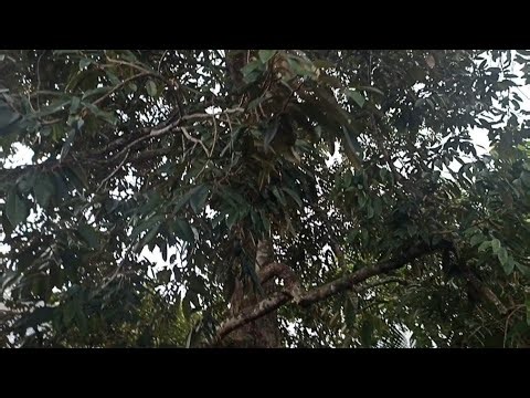Explore the durian tree with its newly sprouting fruits