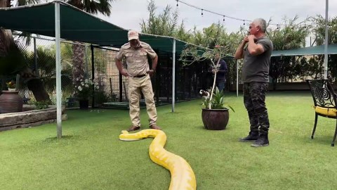 Dog Whisperer Vs. Snake Whisperer