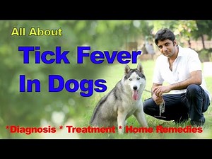 How to treat tick fever at home| Diagnosis | Home Remedies By Dr Sardana