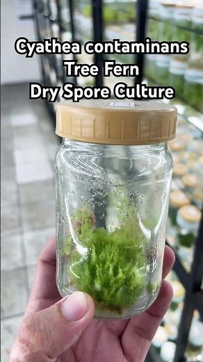 Cyathea contaminans Tree Fern In vitro Spore Culture #ferns #spore #tissueculture #laboratory #lab