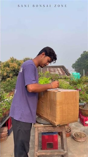 Bonsai Packing | Bonsai Tree | Sani Bonsai Zone #bonsaitree