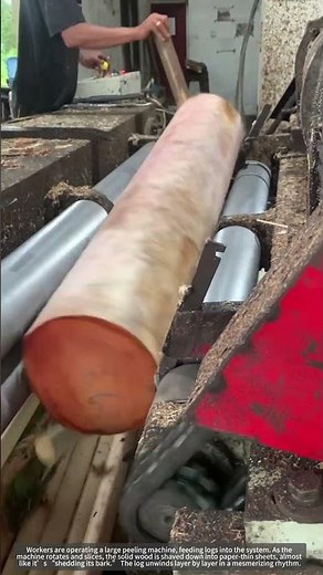 From Logs to Layers—Precision Wood Peeling.