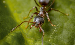 Costa Rica Wildlife - Meet the Bullet Ant : The Tico Times | Costa Rica News | Travel | Real Estate