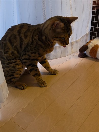 猫のいる暮らし：びっくりする初動に慣れた愛猫の瞬間
