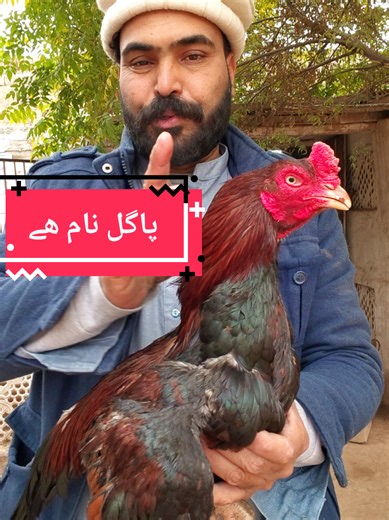 Understanding Aseel's Murgha and Its Significance