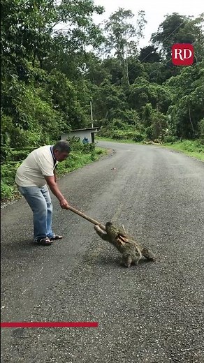 Man Helps Sloth Cross the Road | Everyday Heroes
