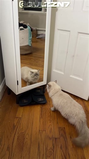 Quem aí já teve um desses? #gatos #curiosidades #ragdoll #pets