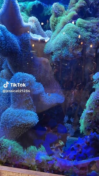 Beobachtungsmodus aktiviert 🤣 #clownfisch #spionage #beobachten #aquarium #foryoupage❤️❤️