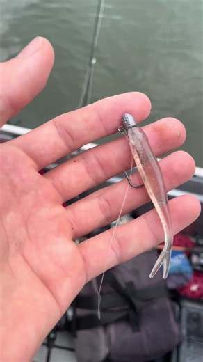 Recent Successes with Twin Tail Baits for Fishing